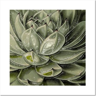 Succulent plant in decoration and garden Posters and Art